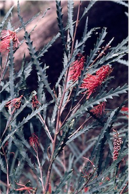 APII jpeg image of Grevillea longifolia  © contact APII