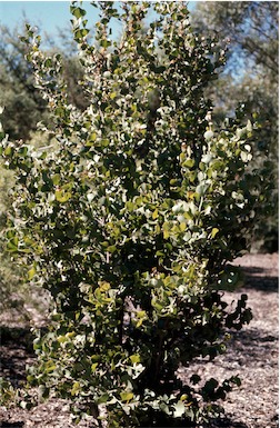 APII jpeg image of Hakea baxteri  © contact APII