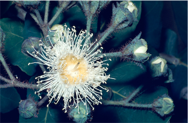 APII jpeg image of Angophora hispida  © contact APII