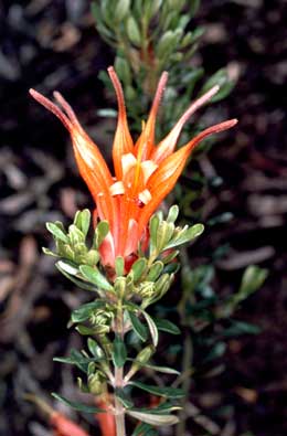 APII jpeg image of Lambertia inermis  © contact APII