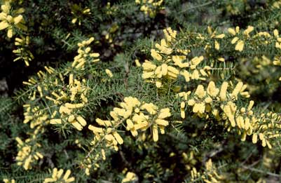 APII jpeg image of Acacia oxycedrus  © contact APII