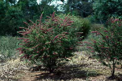 APII jpeg image of Boronia molloyae  © contact APII