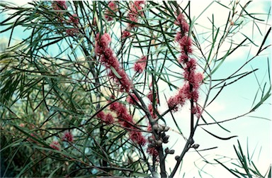 APII jpeg image of Hakea multilineata  © contact APII