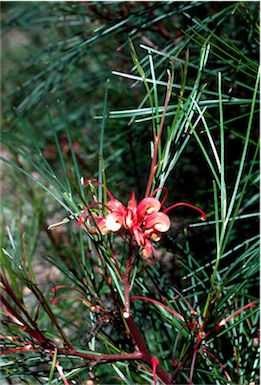 APII jpeg image of Grevillea johnsonii  © contact APII