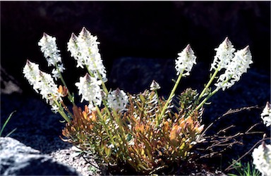 APII jpeg image of Stackhousia spathulata  © contact APII