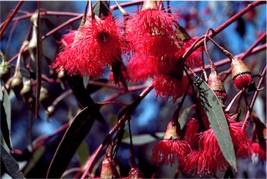 APII jpeg image of Eucalyptus petiolaris  © contact APII