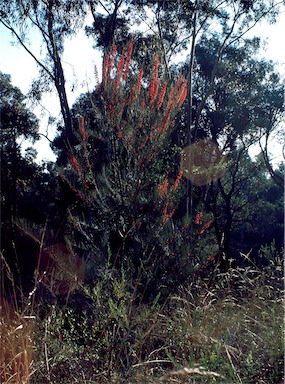 APII jpeg image of Allocasuarina diminuta subsp. diminuta  © contact APII