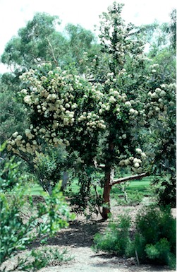 APII jpeg image of Angophora hispida  © contact APII