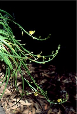 APII jpeg image of Bulbine vagans  © contact APII