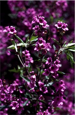 APII jpeg image of Prostanthera latifolia  © contact APII