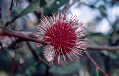 APII jpeg image of Hakea laurina  © contact APII