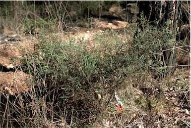 APII jpeg image of Daviesia filipes subsp. filipes  © contact APII