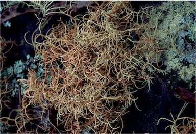 APII jpeg image of Usnea rubicunda  © contact APII