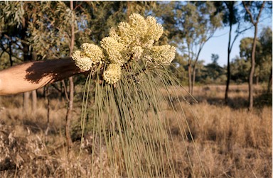 APII jpeg image of Hakea lorea  © contact APII