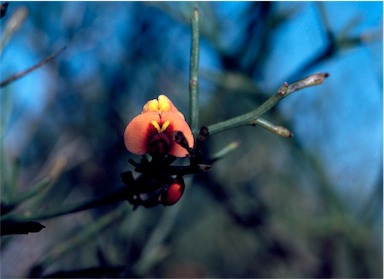 APII jpeg image of Daviesia divaricata  © contact APII