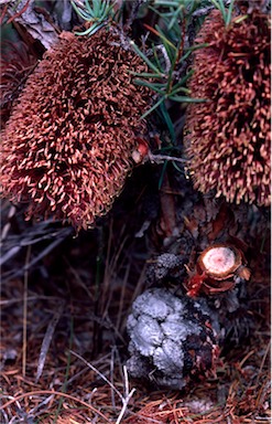 APII jpeg image of Banksia nutans var. nutans  © contact APII