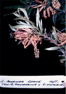 APII jpeg image of Grevillea 'Poorinda Leane'  © contact APII