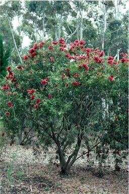 APII jpeg image of Callistemon 'Harkness'  © contact APII