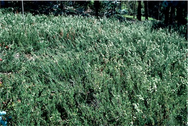 APII jpeg image of Kunzea 'Badja Carpet'  © contact APII