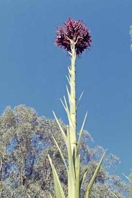 APII jpeg image of Doryanthes excelsa  © contact APII