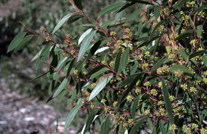 APII jpeg image of Eucalyptus ligustrina  © contact APII