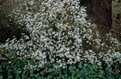 APII jpeg image of Olearia pimeleoides  © contact APII