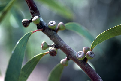 APII jpeg image of Eucalyptus gregsoniana  © contact APII