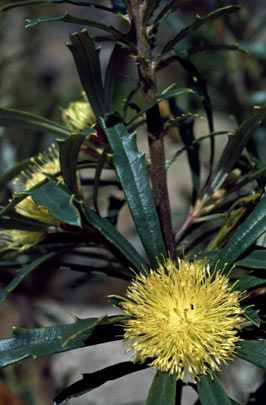 APII jpeg image of Banksia squarrosa subsp. squarrosa  © contact APII