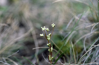 APII jpeg image of Aciphylla simplicifolia  © contact APII