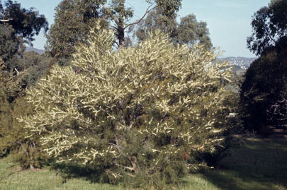 APII jpeg image of Hakea macraeana  © contact APII