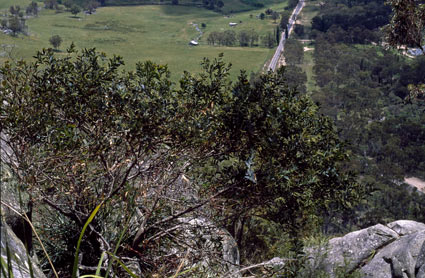 APII jpeg image of Acacia pycnostachya  © contact APII