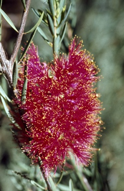 APII jpeg image of Melaleuca fulgens  © contact APII