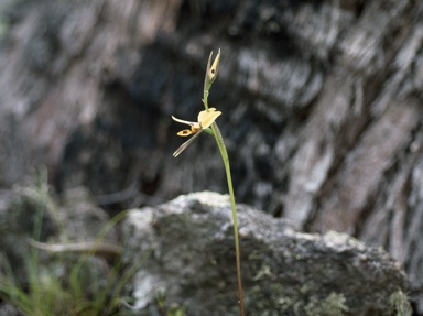 APII jpeg image of Diuris semilunulata x monticola  © contact APII