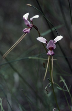 APII jpeg image of Diuris punctata  © contact APII