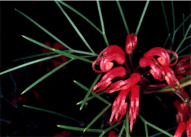 APII jpeg image of Grevillea johnsonii x wilsonii  © contact APII