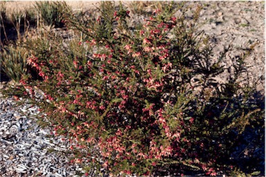 APII jpeg image of Grevillea 'Pink Star'  © contact APII