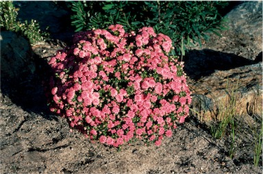 APII jpeg image of Pimelea ferruginea 'Magenta Mist'  © contact APII