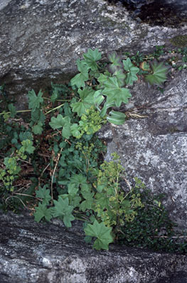 APII jpeg image of Alchemilla xanthochlora  © contact APII