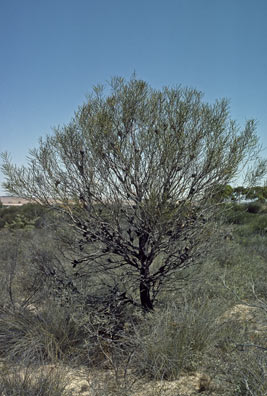 APII jpeg image of Hakea platysperma  © contact APII