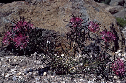 APII jpeg image of Isopogon linearis  © contact APII