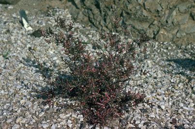 APII jpeg image of Leucopogon neo-anglicus  © contact APII