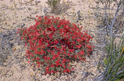 APII jpeg image of Lechenaultia laricina  © contact APII