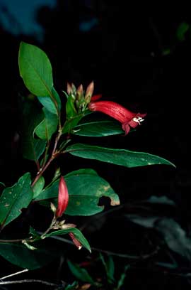 APII jpeg image of Marianthus erubescens  © contact APII