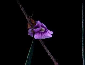 APII jpeg image of Hovea linearis  © contact APII