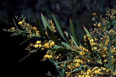 APII jpeg image of Daviesia laxiflora  © contact APII