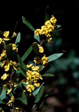 APII jpeg image of Daviesia suaveolens  © contact APII