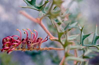 APII jpeg image of Grevillea microstegia  © contact APII