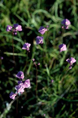 APII jpeg image of Utricularia dichotoma  © contact APII