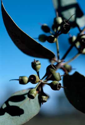 APII jpeg image of Eucalyptus gillii  © contact APII