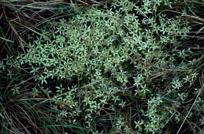 APII jpeg image of Stackhousia pulvinaris  © contact APII